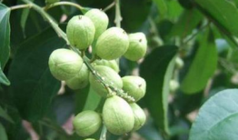 吃瓜爆料小巴豆视频,视频背后的惊人真相